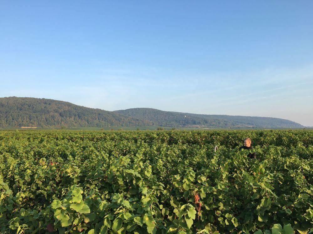 Alter Winzerhof Weisenheim Am Berg E.K. Hotel Ngoại thất bức ảnh